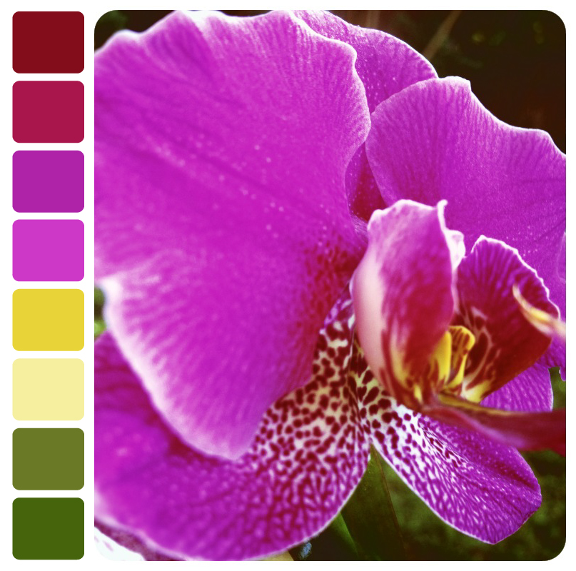 orchid_palette