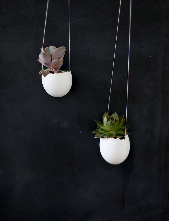egg_succulents
