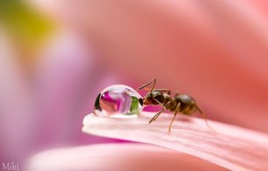 macro-photo-miki-asai