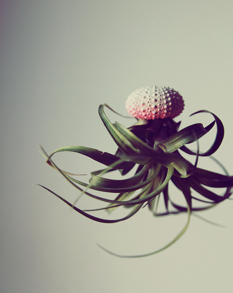 airplant_Pink_Ombre1